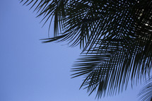 silhouette of palm fronds against a blue sky 