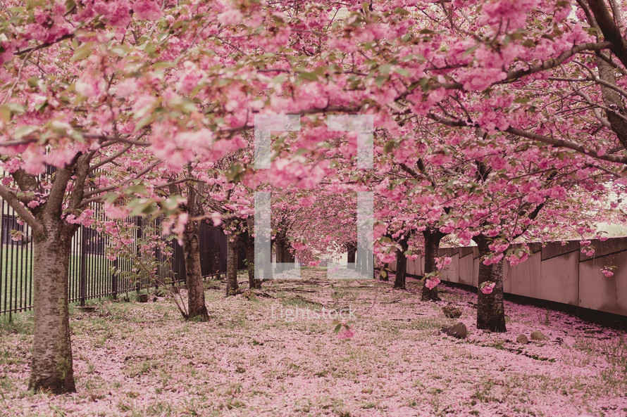 Umbrella of pink flowering crabapple trees.