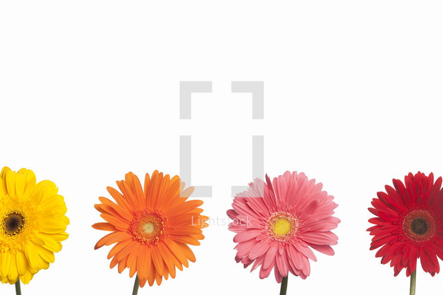 Colorful Gerber daisies on white background.