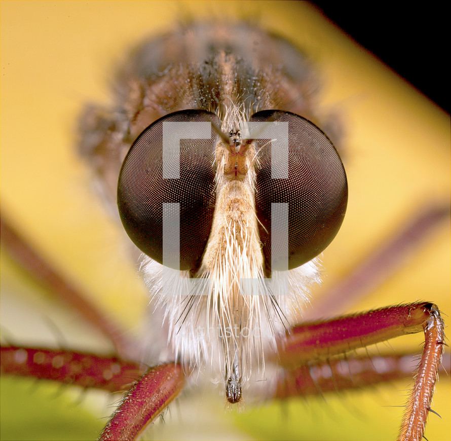 a robber fly staring at the camera