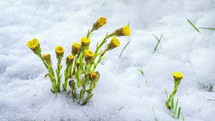 Snow is melting fast and herbs flowers coltsfoot tussilago farfara blooming in green grassy meadow Grow Spring Time lapse
