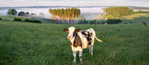 cows on a grassy hillside 