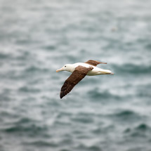 albatross flying over the ocean 
