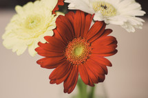 white and red gerber daisies 