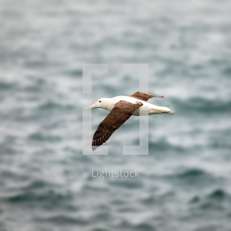 albatross flying over the ocean 