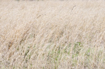 field of brown grasses