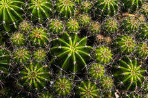 cactus background 