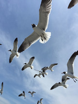 seagulls overhead 