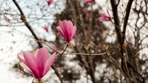 pink spring flowers 