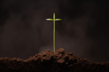 Green seedling cross shaped. Concept of new life and growth