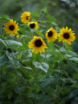 yellow wildflowers 