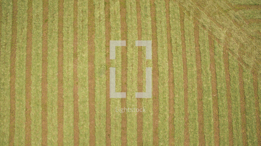 Aerial view of a field of growing crops.