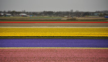 Colorful tulip fields ready for harvest in Holland.