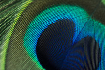 peacock feather closeup 