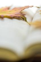fall leaves on the pages of an open Bible 