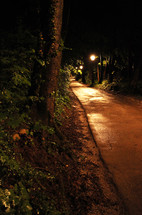 lights along a forest path at night 