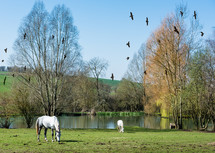 Birds flying over a pasture with grazing horses.