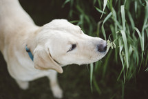 a dog sniffing grass