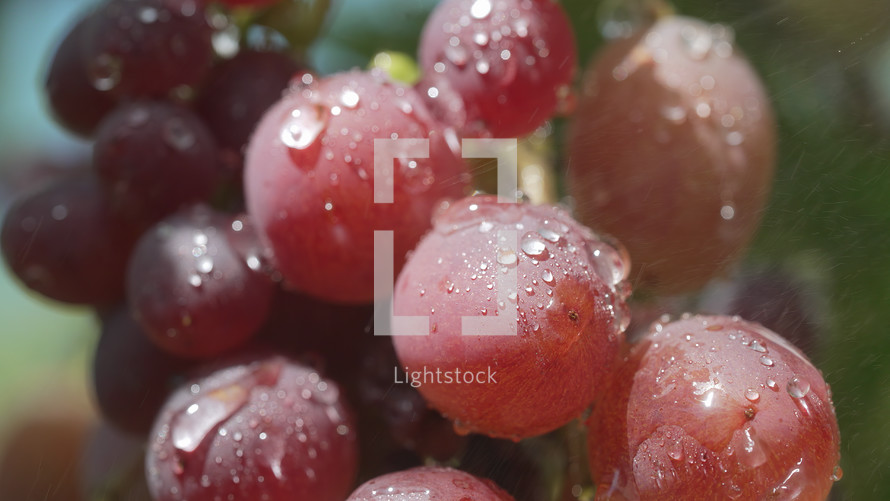 Branch of fresh ripe grape with water drops on nature background. Vineyard at sunset in Italy. Wine grapes harvest. Vitamins, dieting.