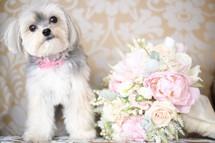 small dog and flower bouquet 
