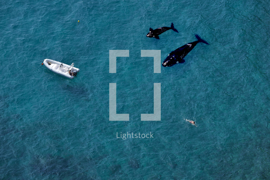 Aerial view of a swimmer and two killer whales or orca (Orcinus orca) with a white speed boat on a blue clear sea water