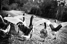 Geese with outstretched wings