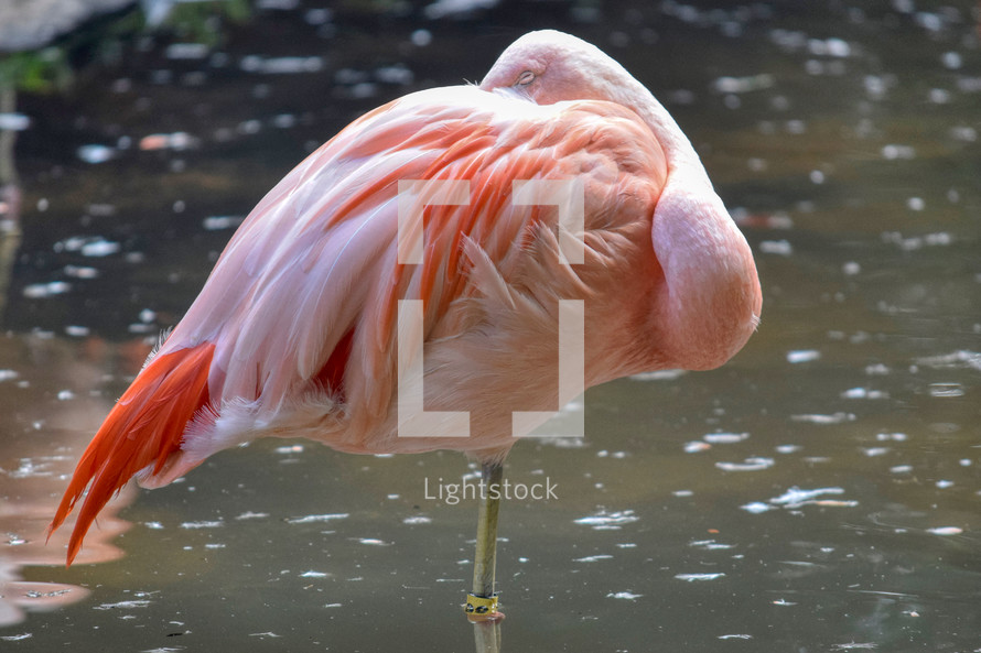 resting pink flamingo