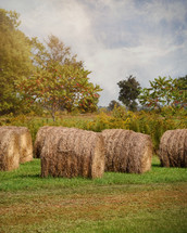 hay bales on a farm 