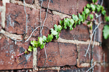 ivy on a brick wall 