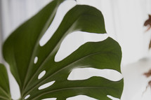 green leaf of a houseplant 