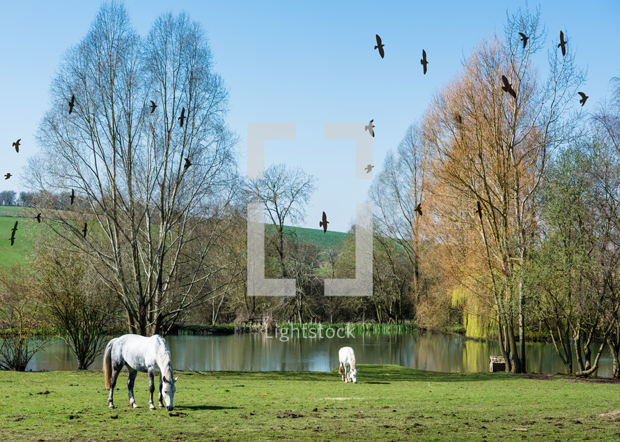 Birds flying over a pasture with grazing horses.
