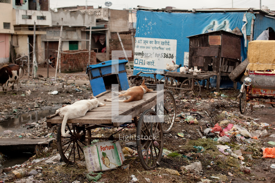 dogs and chickens in the slums of India 