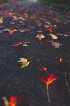wet fall leaves on a paved road 