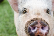 pig with a dirty snout 