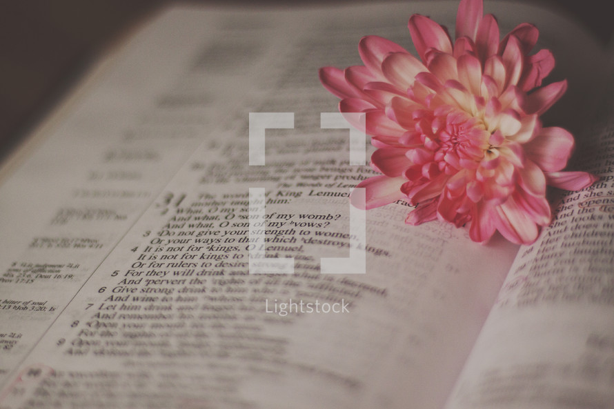 pink flower on the pages of a Bible 