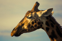giraffe head 