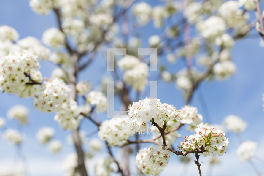 white spring blossoms