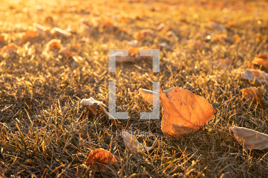 frosty leaf on grass
