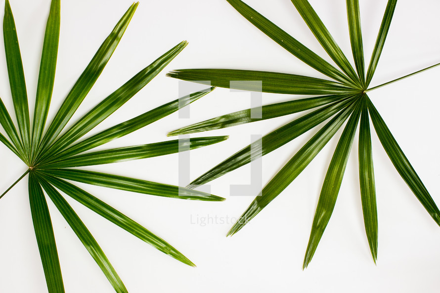 palm leaves on white background 
