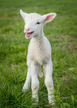 lamb standing in grass 