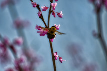 bee pollinating flowers 