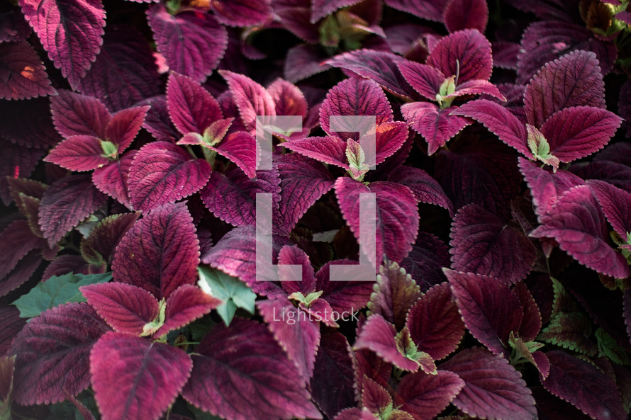 purple leaves 