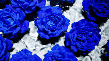 Amazing blue exotic roses flowers on water under rain drops. Floral romantic, aroma background. Slow motion. Top view. High quality