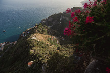 flowers along a seaside cliff in Italy 