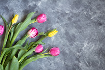 pink and yellow tulips on a gray slate background 