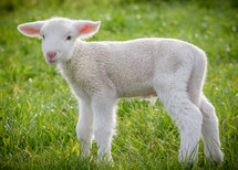 lamb standing in grass 