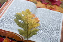 Fall leaf on the pages of an open Bible.