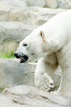 polar bear at a zoo 