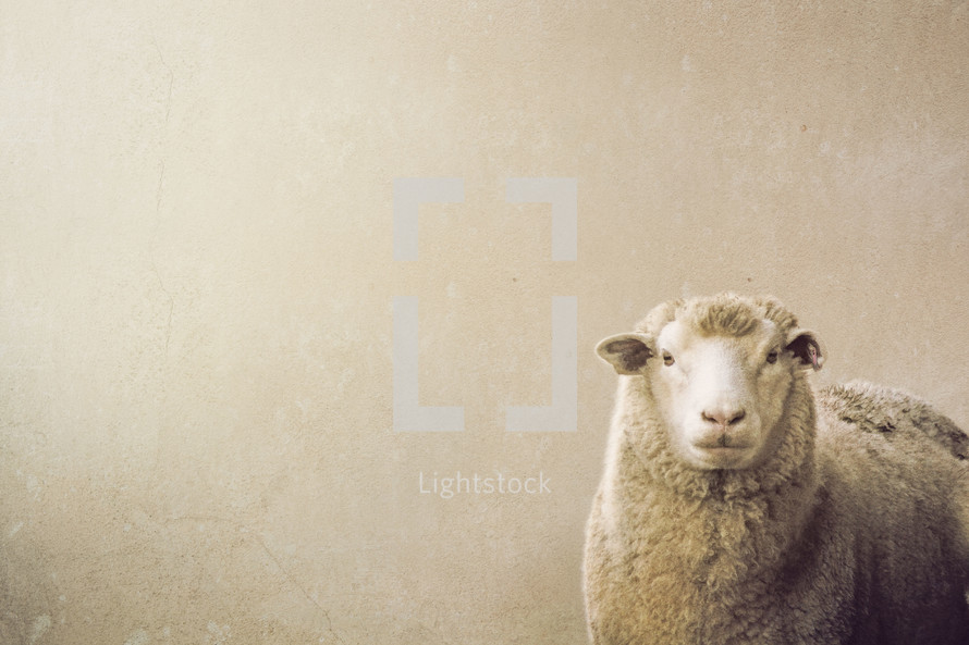 Sheep against a white background 