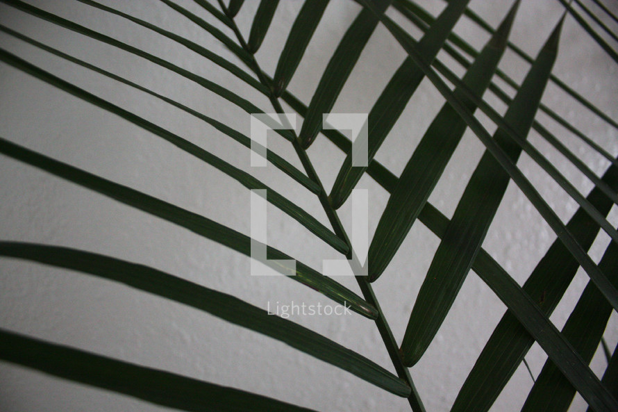 palm branches against a white background 